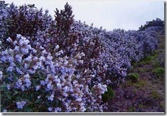 blue-kurinji-munnar-2006