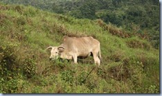 cow-in-fields