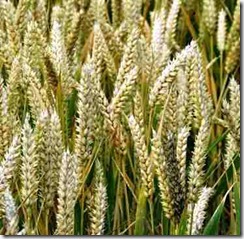 gehun-wheat