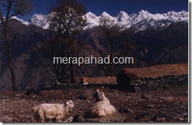 Himalayan-wilderness-chachuli peaks from Munsyari town