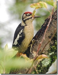 kututoyee-woodpecker