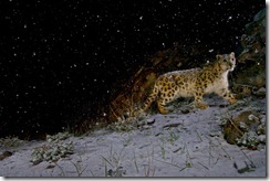 leopard-in-the-night