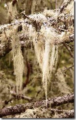 lichen_old_mans_beard