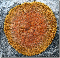 lichen