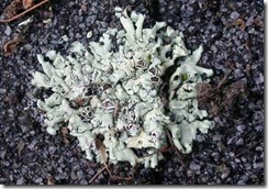 lichens