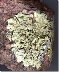 lichen-stone