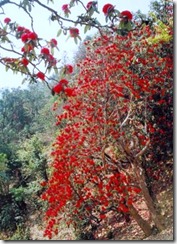 red-flowers