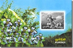 stamp-on-blue-kurinji