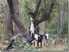 uttarakhand-forests