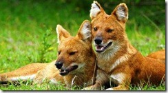 wild-dogs-1